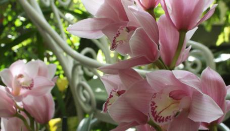 Orhideenäitus_Foto Katrin Mäeots