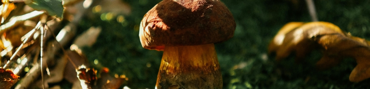 pexels-sami-aksu-48867324-10439112