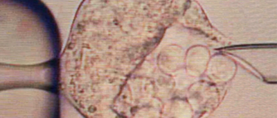 Hiire blastotsüst koos sinna süstitud embrüonaalseter tüvirakkudega_SK