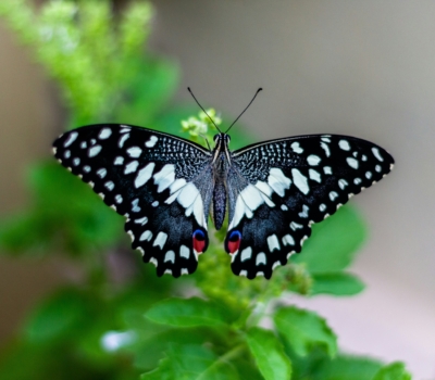 vivek-doshi-PNXnfta-6-4-unsplash
