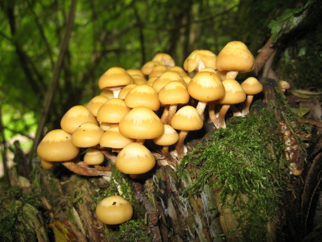 Väiksed seened